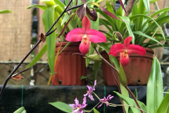red-orchid