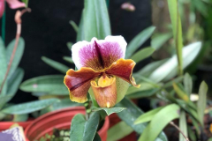 two-tone-orchid