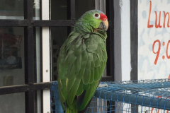 parrot