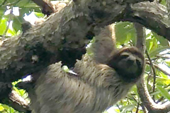 sloth