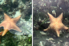 starfish