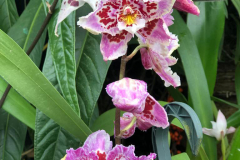 pink-frilly-orchid