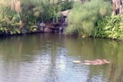 Large pond at El Oasis