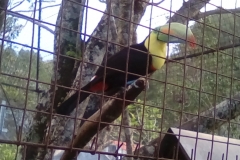Oscar the toucan, mascot at El Oasis