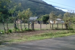 A "living fence" across the street from El Oasis Hotel