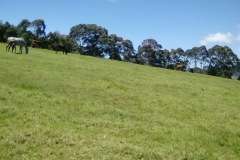 Thoroughbred race horse ranch at Cerro Punta, elevation about 8500 feet.