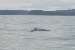 whale2-cropped